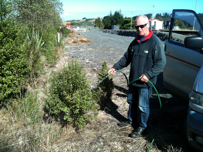 A Pittosporum getting the treatment for summer drought - alongside our future mainline track alignment